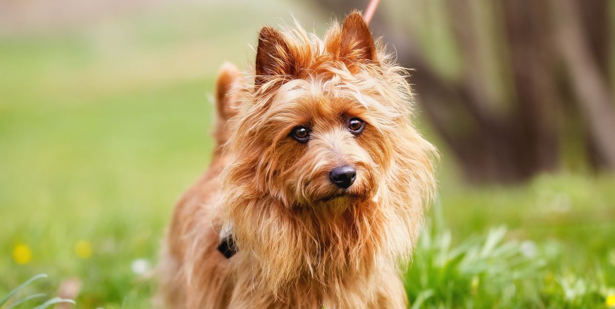 Pollyspets Store 2 Pollyspets Store -Pollyspets Store 20