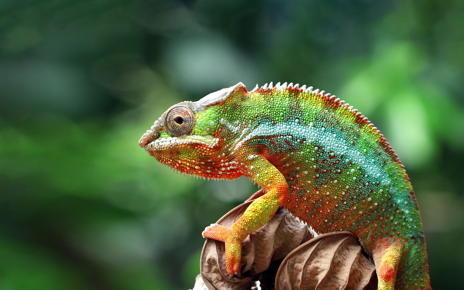 Pollyspets Store 25 Pollyspets Store -Pollyspets Store 92